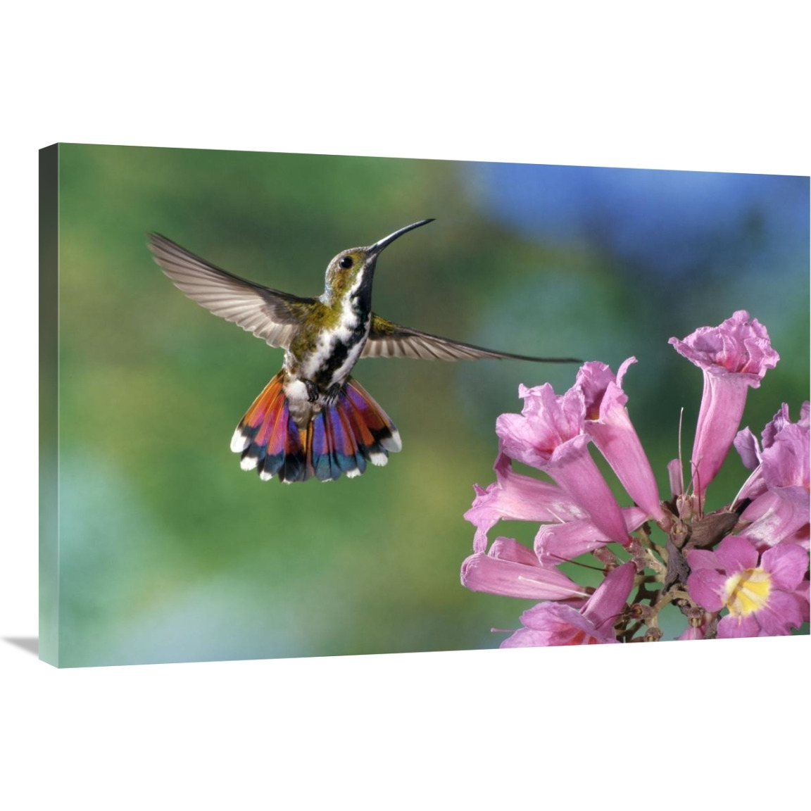 Green-breasted Mango hummingbird visiting flowers of Puiva Tree, Costa Rica-Canvas Art-36&quotx24"