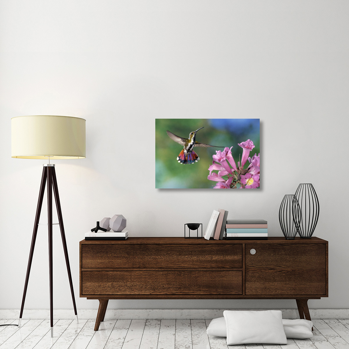 Green-breasted Mango hummingbird visiting flowers of Puiva Tree, Costa Rica-Canvas Art-36&quotx24"