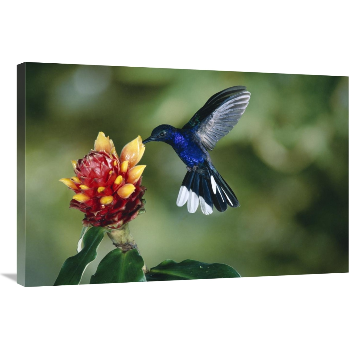 Violet Sabre-wing hummingbird, feeding on and pollinating Spiral Flag ginger flowers, cloud forest, Costa Rica-Canvas Art-36&quotx24"
