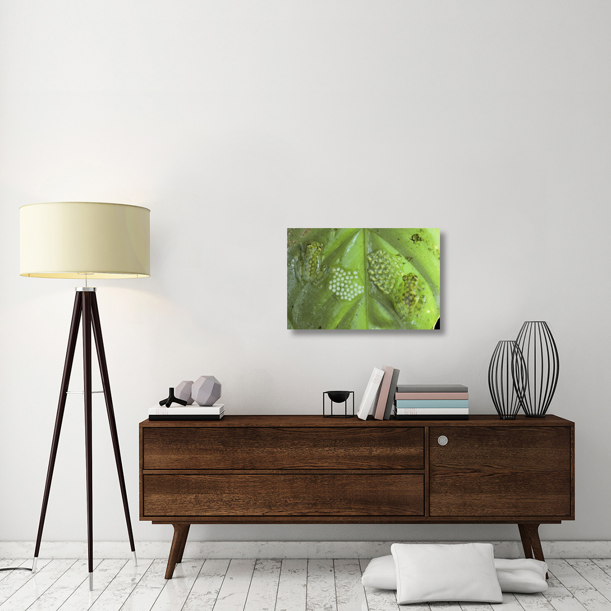 Reticulated Glass Frogs guarding two clutches of eggs, each at different stages of development, Costa Rica-Canvas Art-30&quotx20"