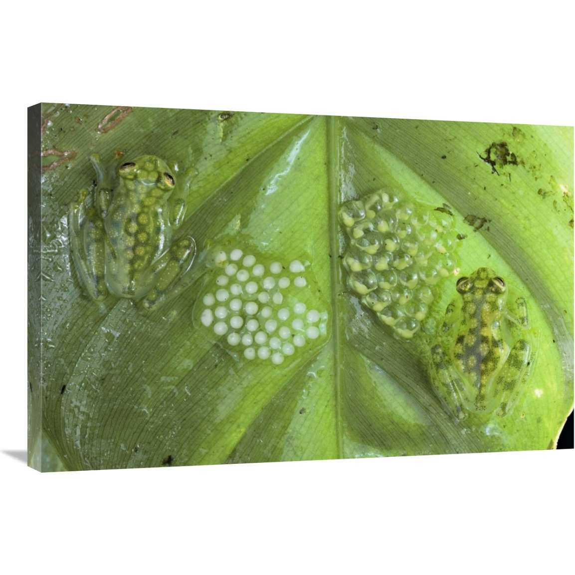 Reticulated Glass Frogs guarding two clutches of eggs, each at different stages of development, Costa Rica-Canvas Art-36&quotx24"