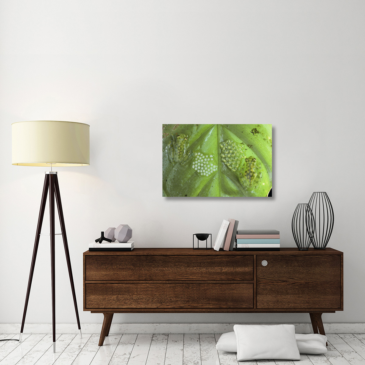 Reticulated Glass Frogs guarding two clutches of eggs, each at different stages of development, Costa Rica-Canvas Art-36&quotx24"