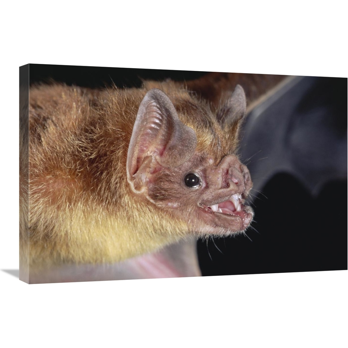 Vampire Bat portrait, Costa Rica-Canvas Art-30&quotx20"
