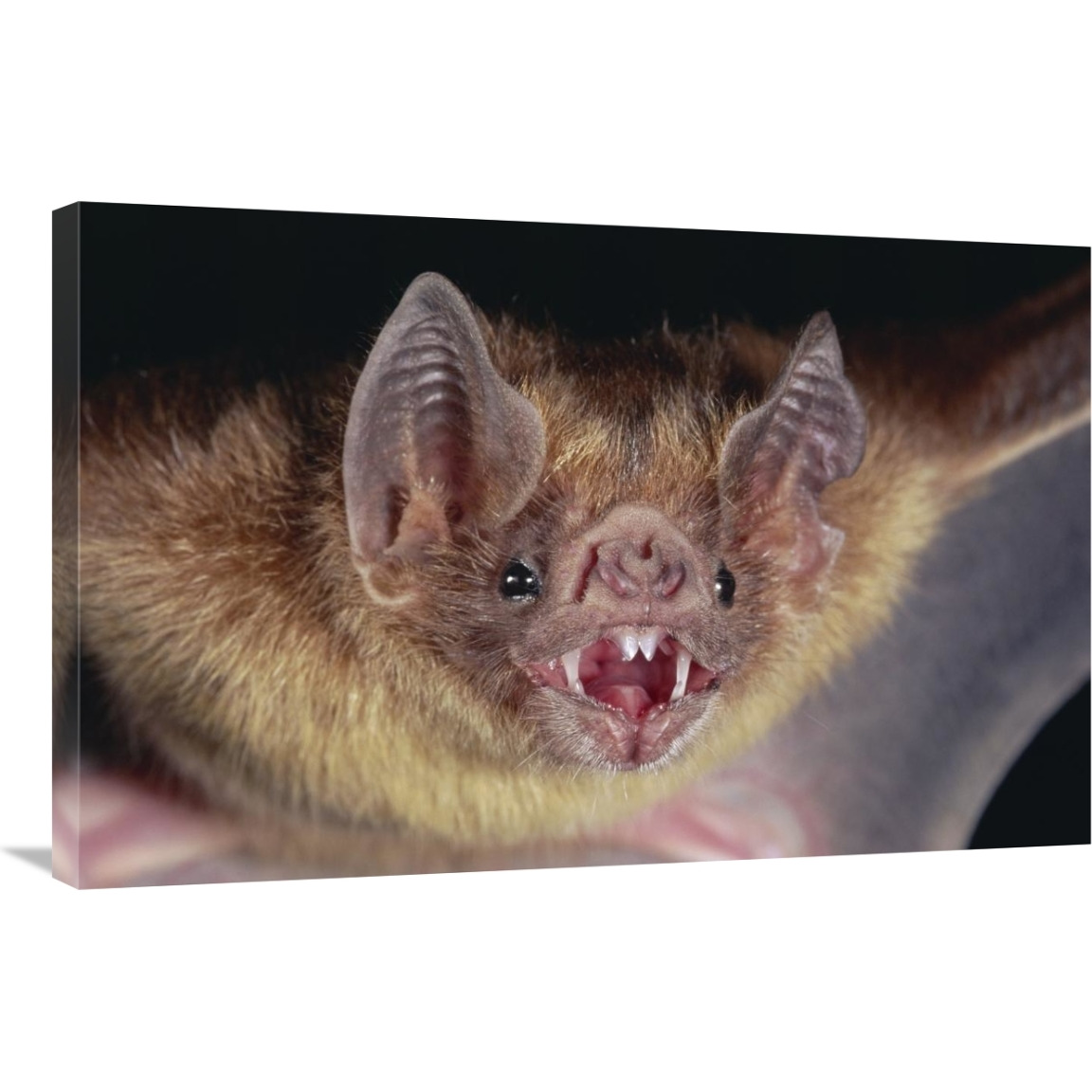 Vampire Bat portrait, Costa Rica-Canvas Art-36&quotx24"