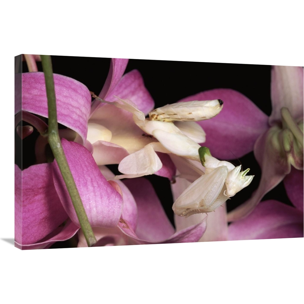 Orchid Mantis and orchid flower, Malaysia-Canvas Art-36&quotx24"