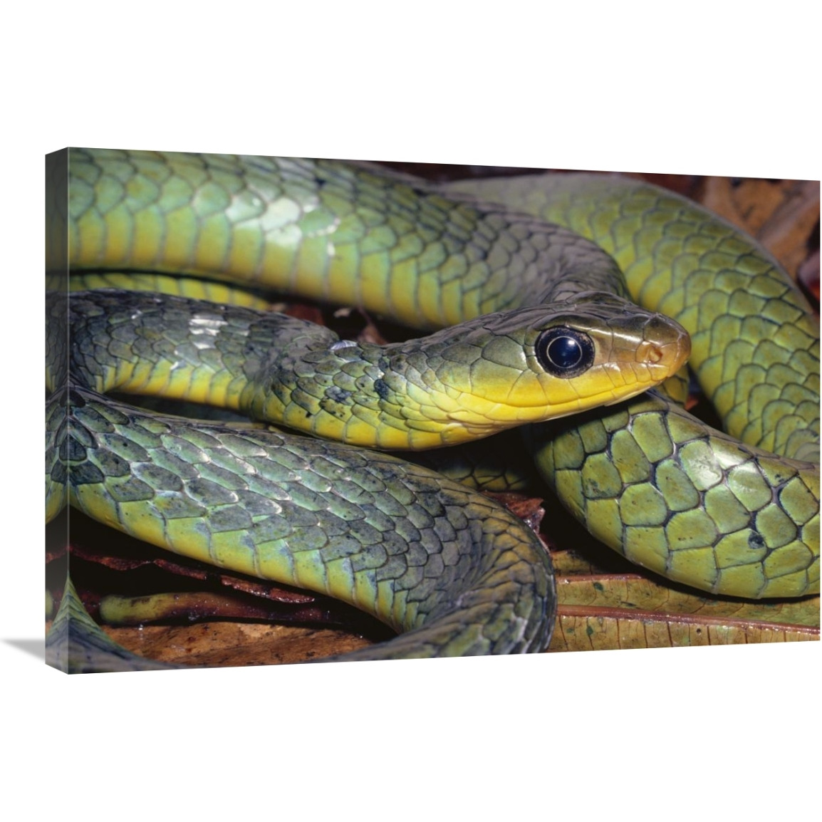 Green Racer close-up, cloud forest ecosystem, Costa Rica-Canvas Art-30&quotx20"