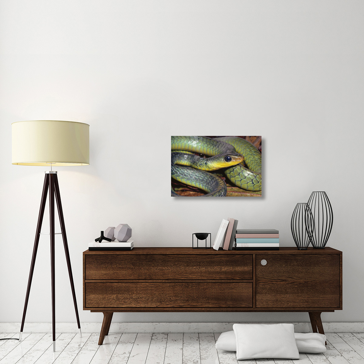 Green Racer close-up, cloud forest ecosystem, Costa Rica-Canvas Art-30&quotx20"