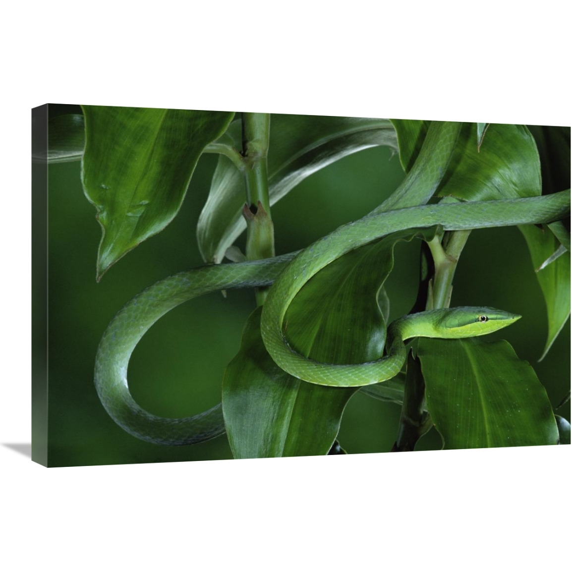 Green Vine Snake camouflaged among rainforest leaves, Costa Rica-Canvas Art-30&quotx20"