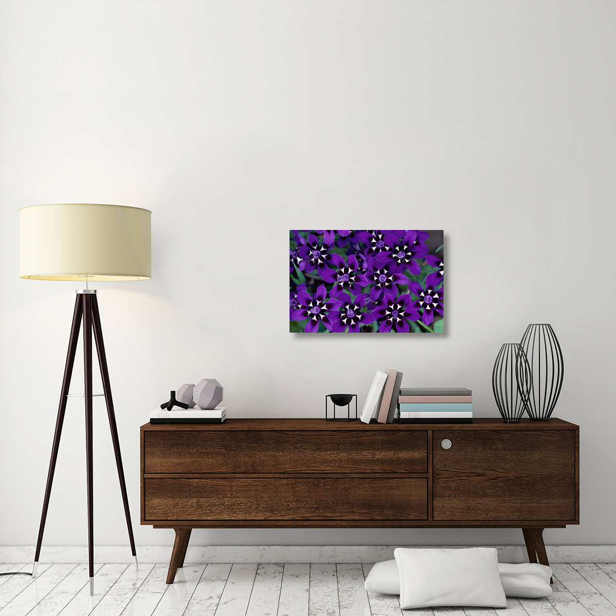 Painted Petal spring flower, Nieuwoudtville Reserve, South Africa-Canvas Art-30&quotx20"