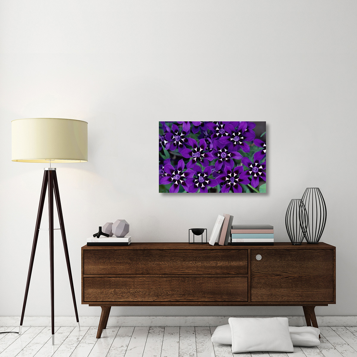 Painted Petal spring flower, Nieuwoudtville Reserve, South Africa-Canvas Art-36&quotx24"
