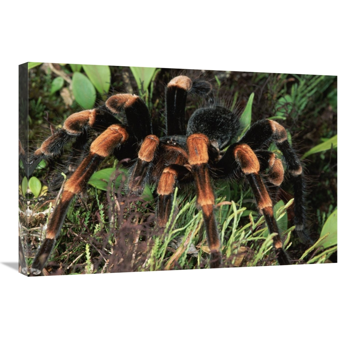 Red-kneed Tarantula close-up in vegetation, cloud forest, Costa Rica-Canvas Art-30&quotx20"