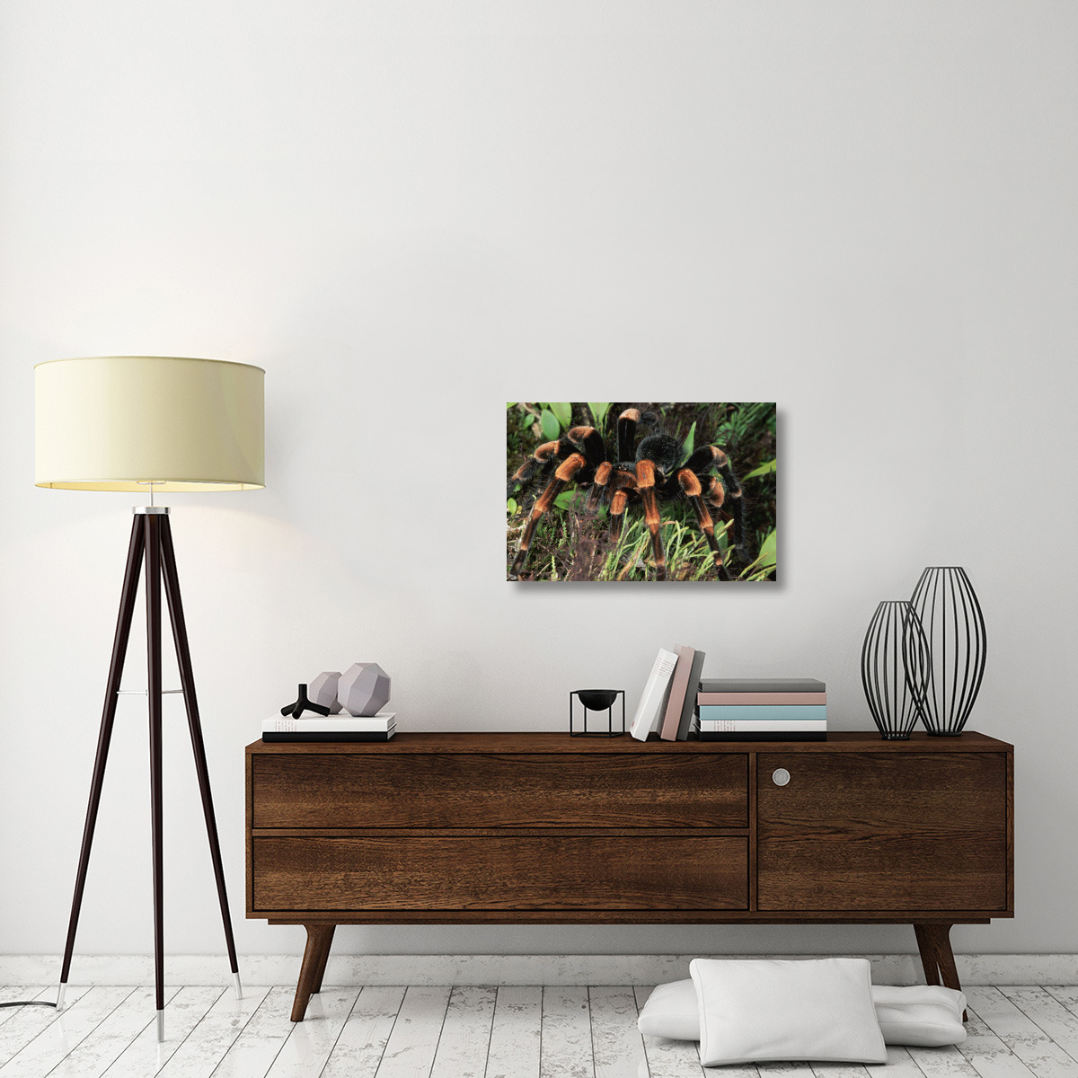 Red-kneed Tarantula close-up in vegetation, cloud forest, Costa Rica-Canvas Art-30&quotx20"