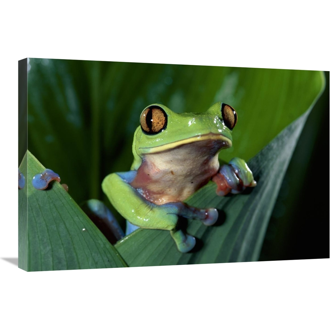 Blue-sided Leaf Frog hanging on leaf, close-up, cloud forest, Costa Rica-Canvas Art-30&quotx20"