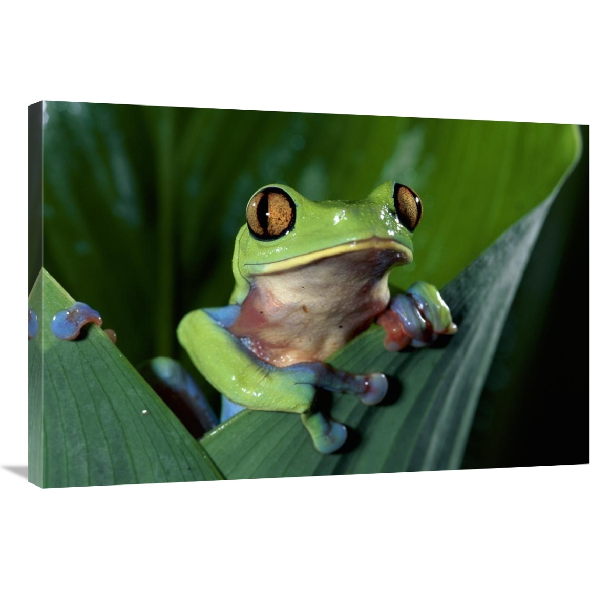 Blue-sided Leaf Frog hanging on leaf, close-up, cloud forest, Costa Rica-Canvas Art-36&quotx24"