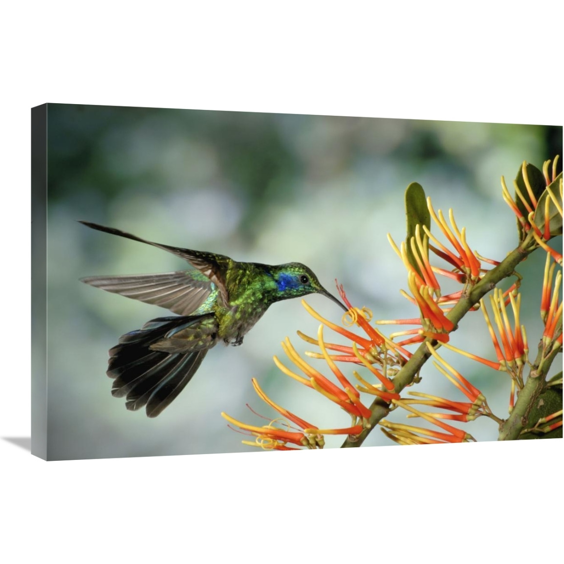 Green Violet-ear hummingbird feeding, Monteverde Cloud Forest, Costa Rica-Canvas Art-30&quotx20"