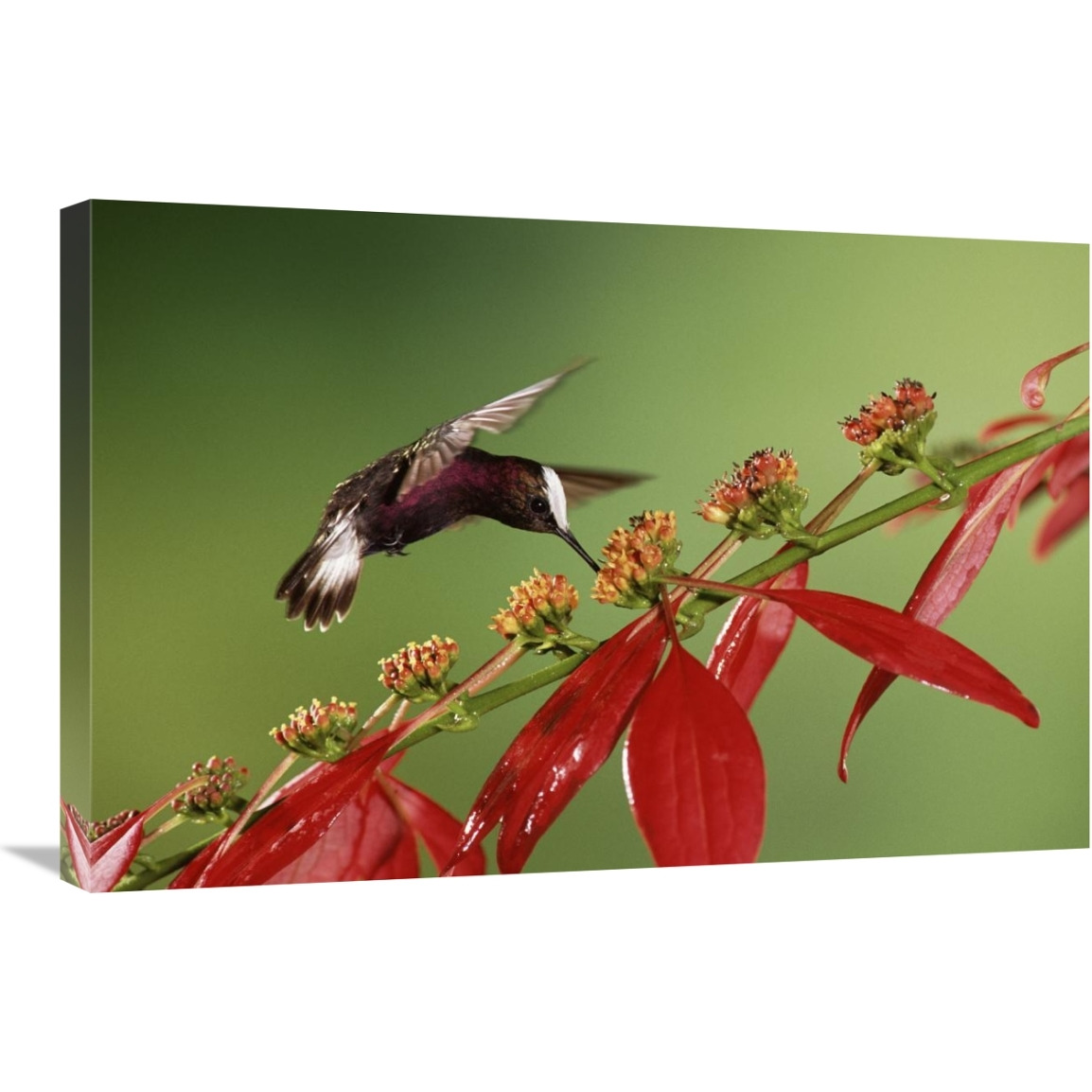 Snowcap a hummingbird, feeding on Madder flowers in rainforest, Costa Rica-Canvas Art-30&quotx20"