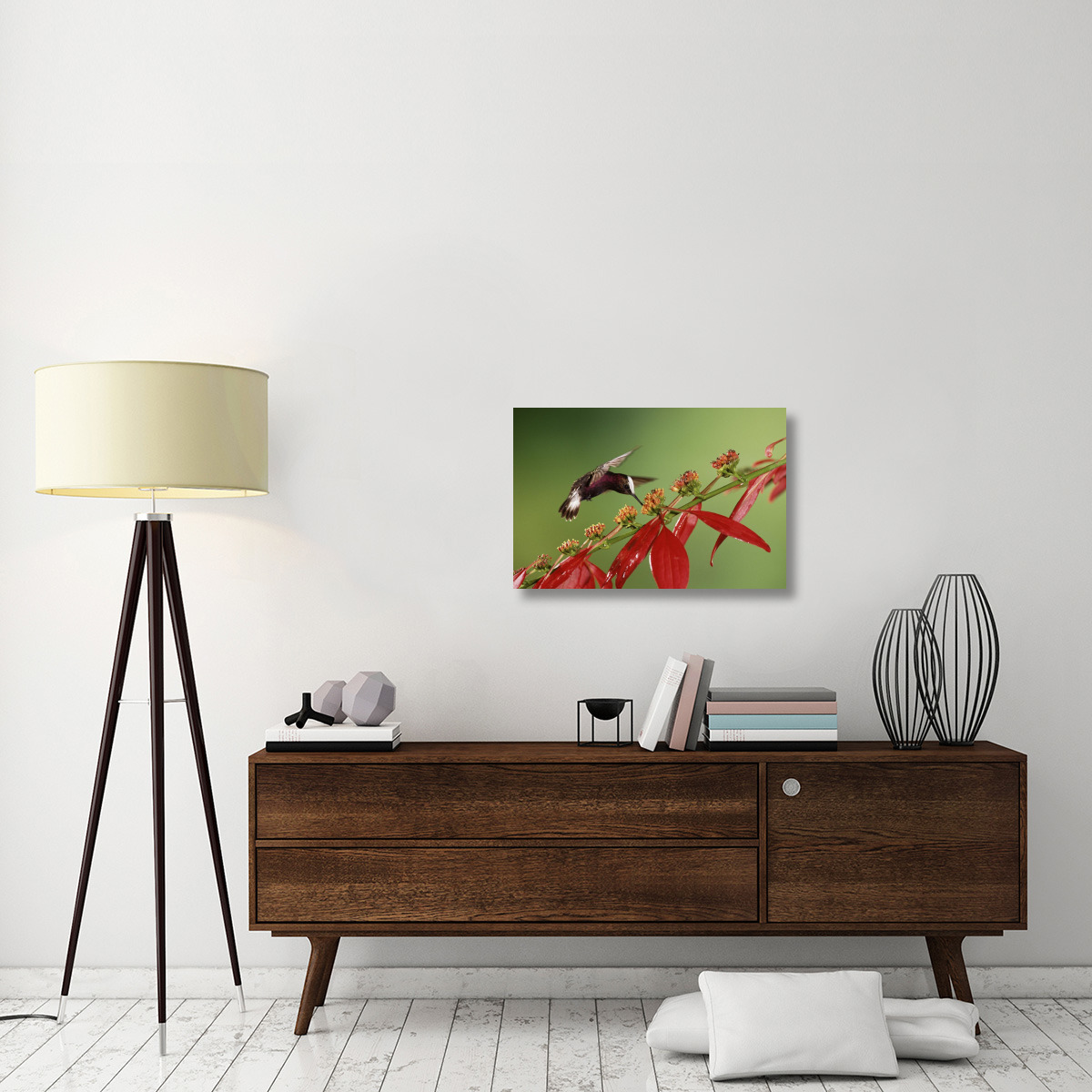 Snowcap a hummingbird, feeding on Madder flowers in rainforest, Costa Rica-Canvas Art-30&quotx20"