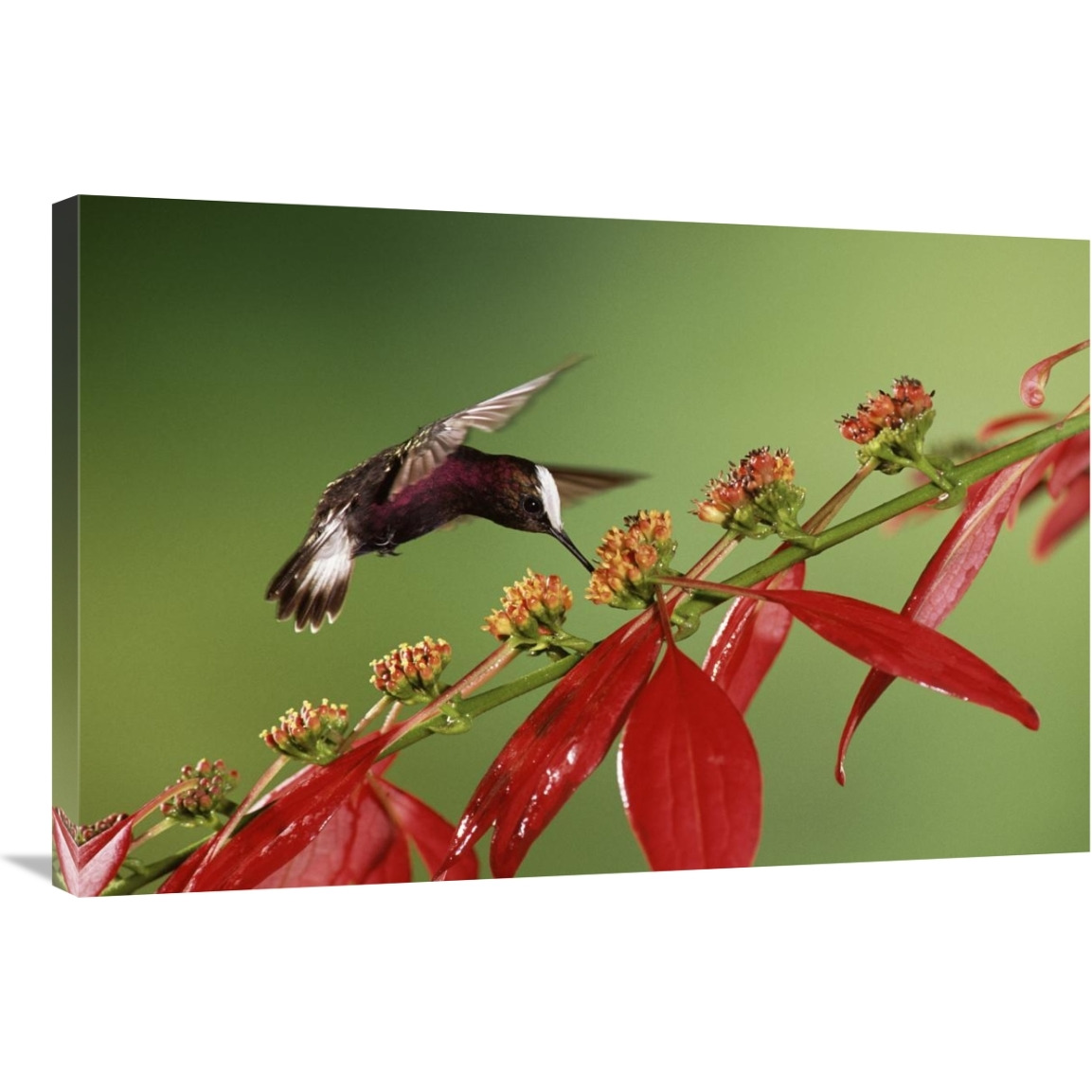 Snowcap a hummingbird, feeding on Madder flowers in rainforest, Costa Rica-Canvas Art-36&quotx24"
