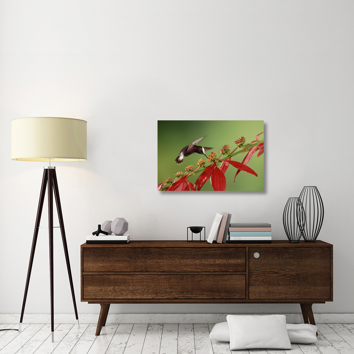 Snowcap a hummingbird, feeding on Madder flowers in rainforest, Costa Rica-Canvas Art-36&quotx24"