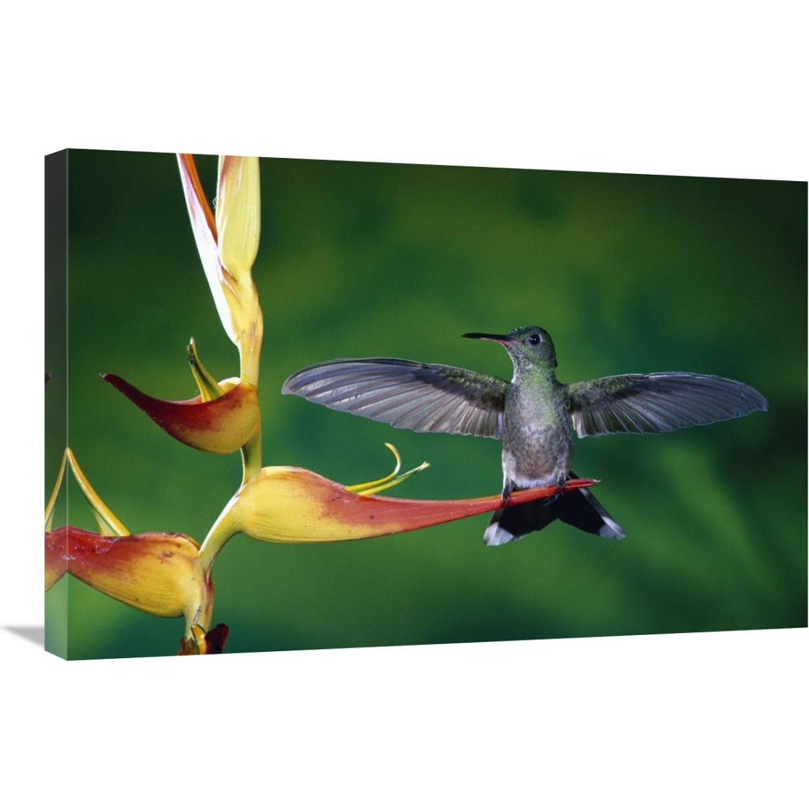 Scaly-breasted Hummingbird near a Heliconia flower in rainforest, Costa Rica-Canvas Art-30&quotx20"