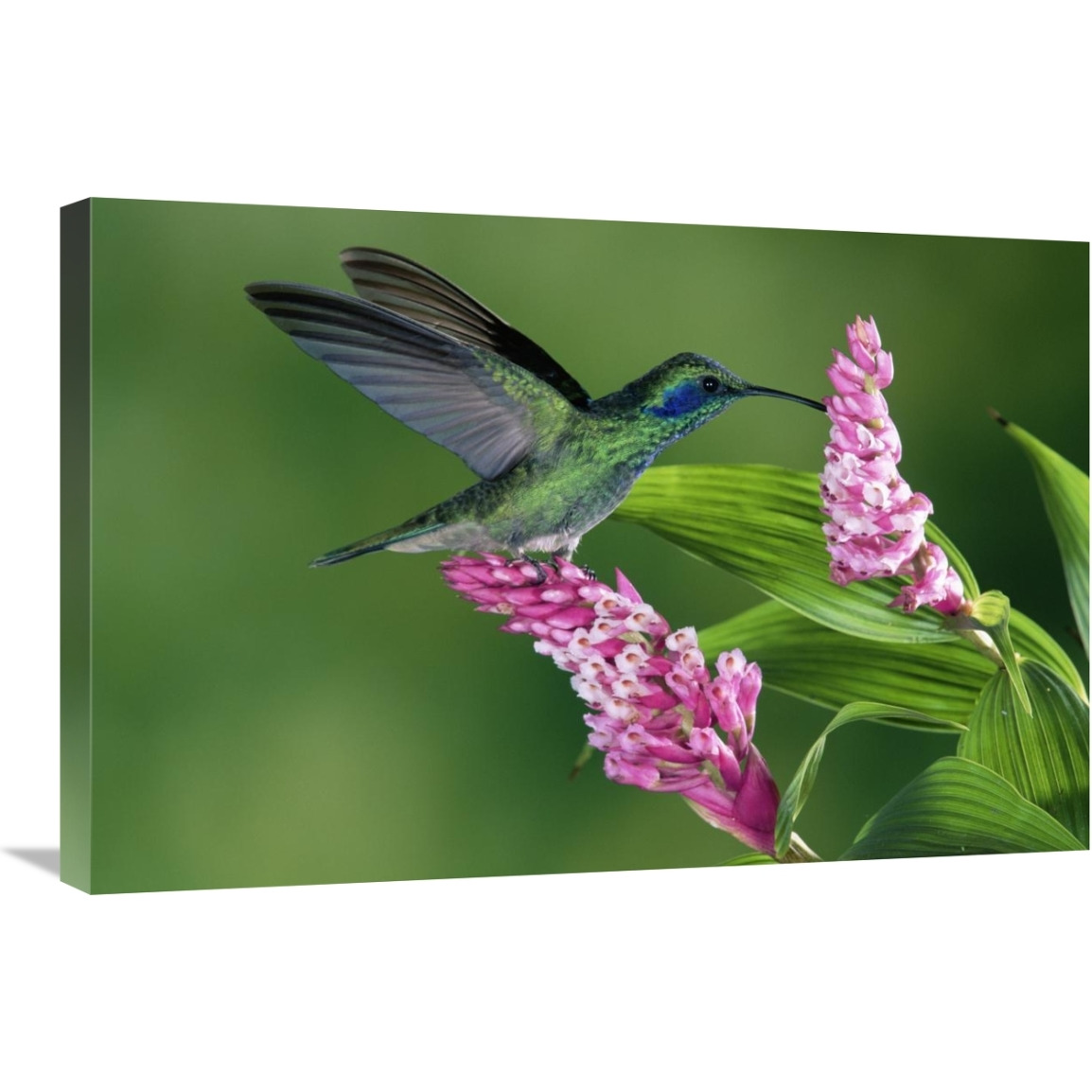 Green Violet-ear hummingbird feeding at and pollinating epiphytic Orchid Costa Rica-Canvas Art-30&quotx20"