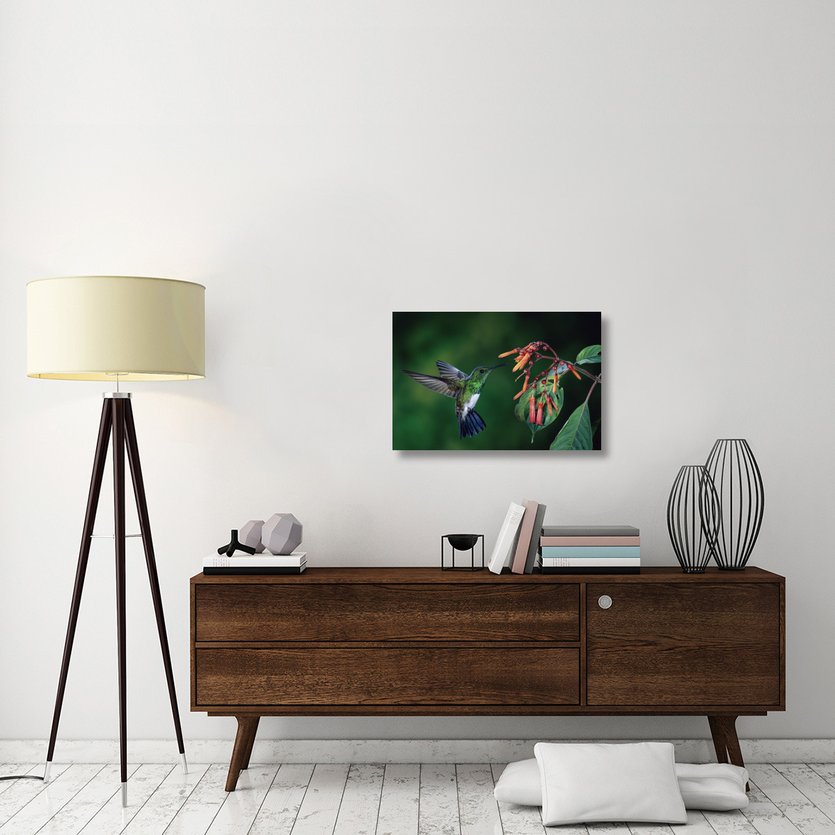 Snowy-bellied Hummingbird male, flying near Firebush flowers cloud forest, Costa Rica-Canvas Art-30&quotx20"