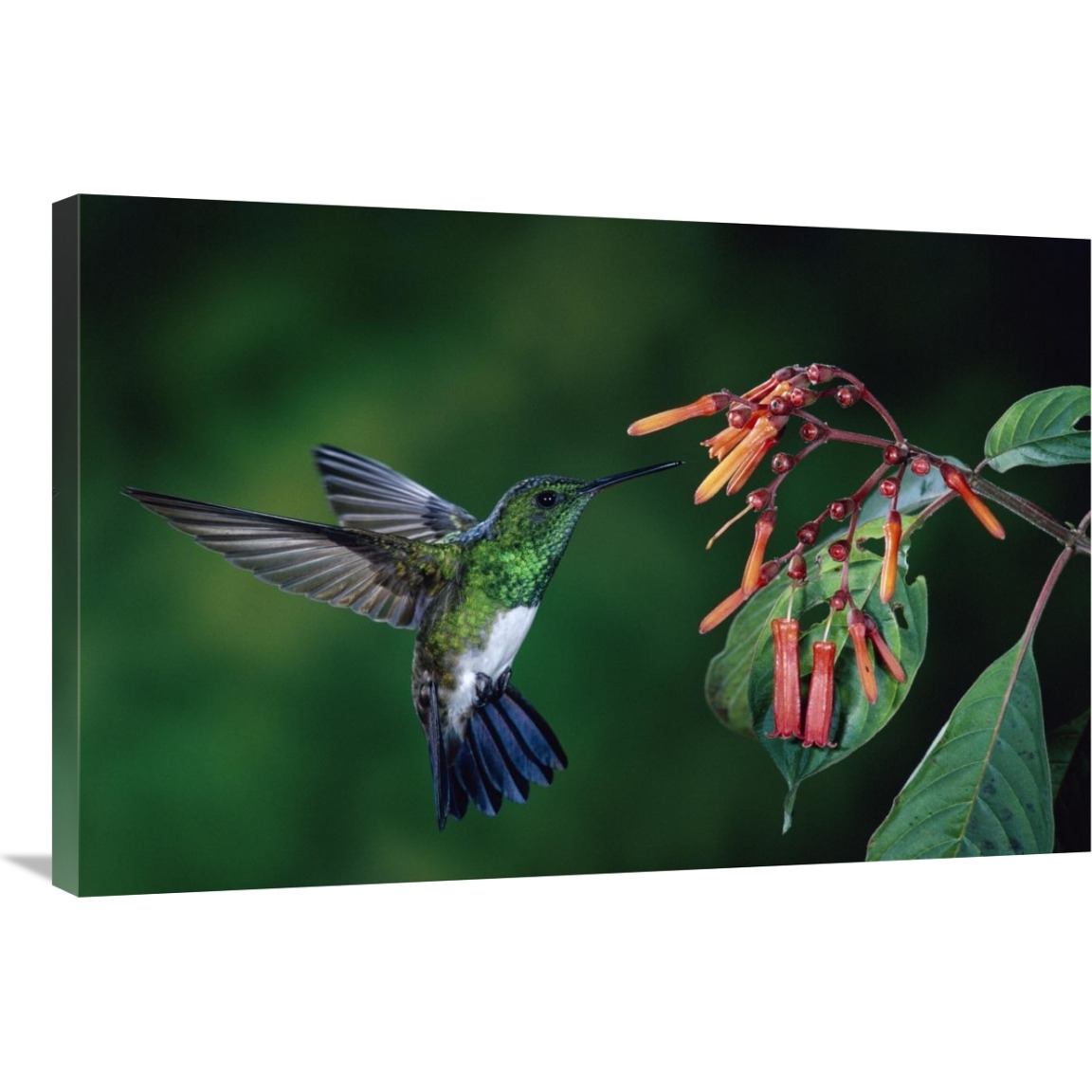 Snowy-bellied Hummingbird male, flying near Firebush flowers cloud forest, Costa Rica-Canvas Art-36&quotx24"