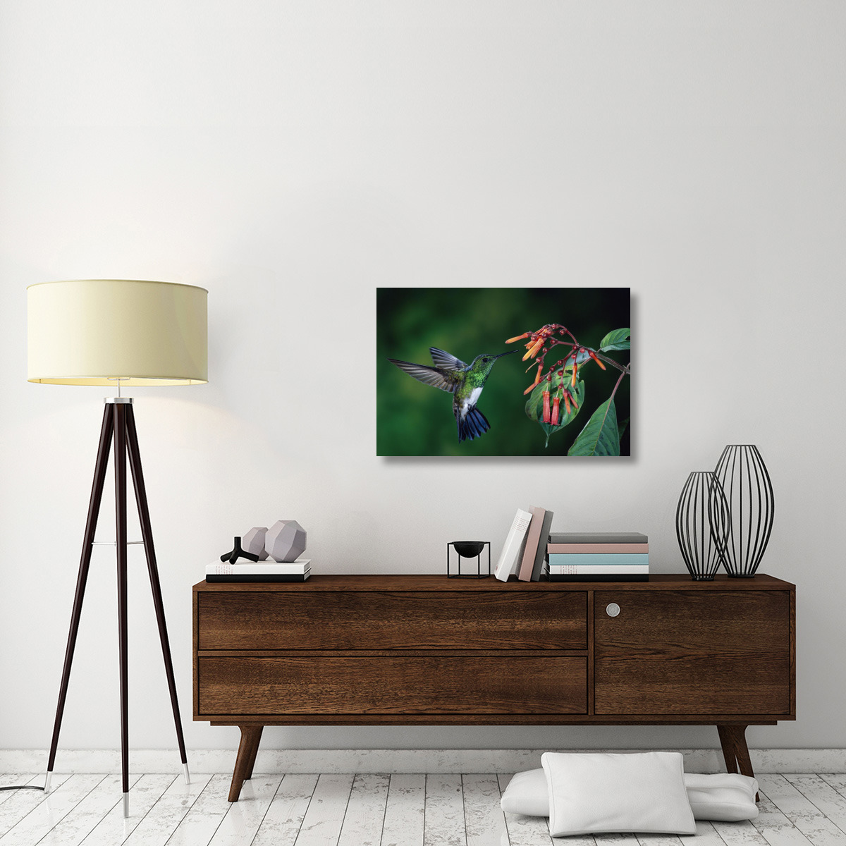 Snowy-bellied Hummingbird male, flying near Firebush flowers cloud forest, Costa Rica-Canvas Art-36&quotx24"