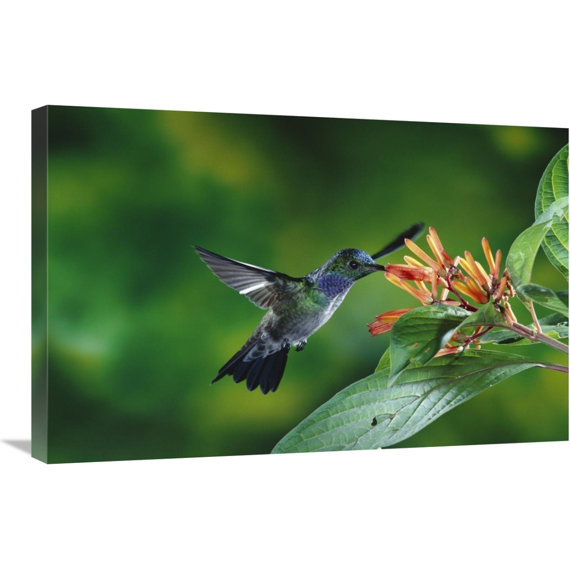 Blue-chested Hummingbird albino male feeding at and pollinating flowers lowland rainforest, Costa Rica-Canvas Art-30&quotx20"