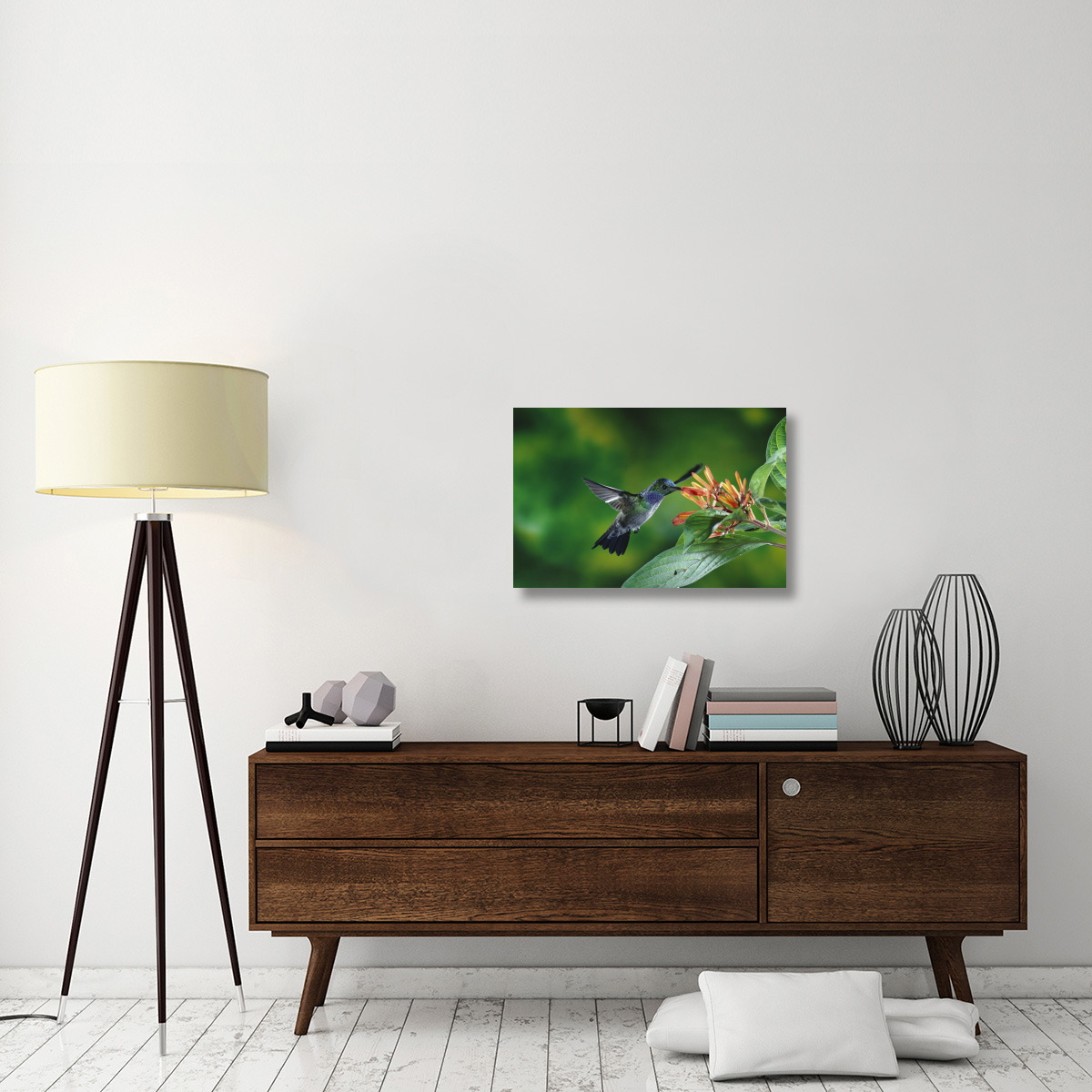 Blue-chested Hummingbird albino male feeding at and pollinating flowers lowland rainforest, Costa Rica-Canvas Art-30&quotx20"