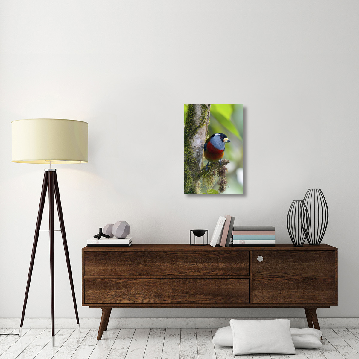 Toucan Barbet, Ecuador-Canvas Art-20&quotx30"