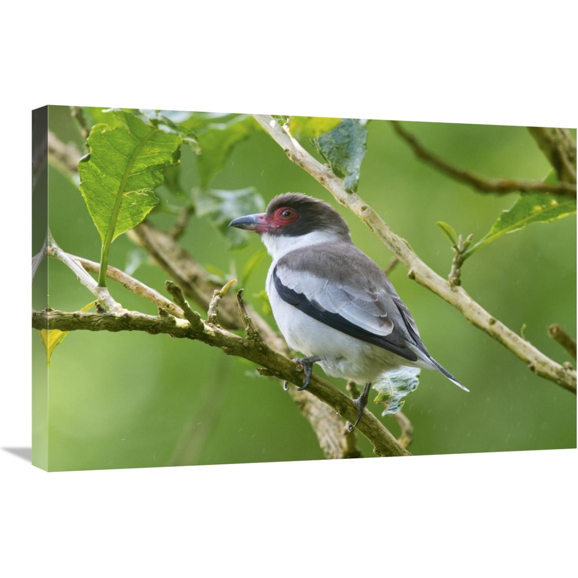 Masked Tityra, Costa Rica-Canvas Art-30&quotx20"