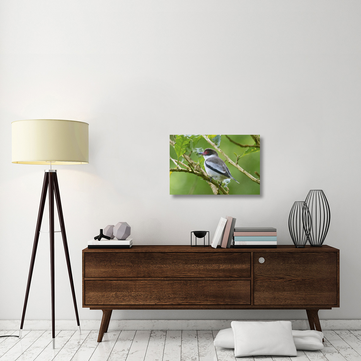 Masked Tityra, Costa Rica-Canvas Art-30&quotx20"