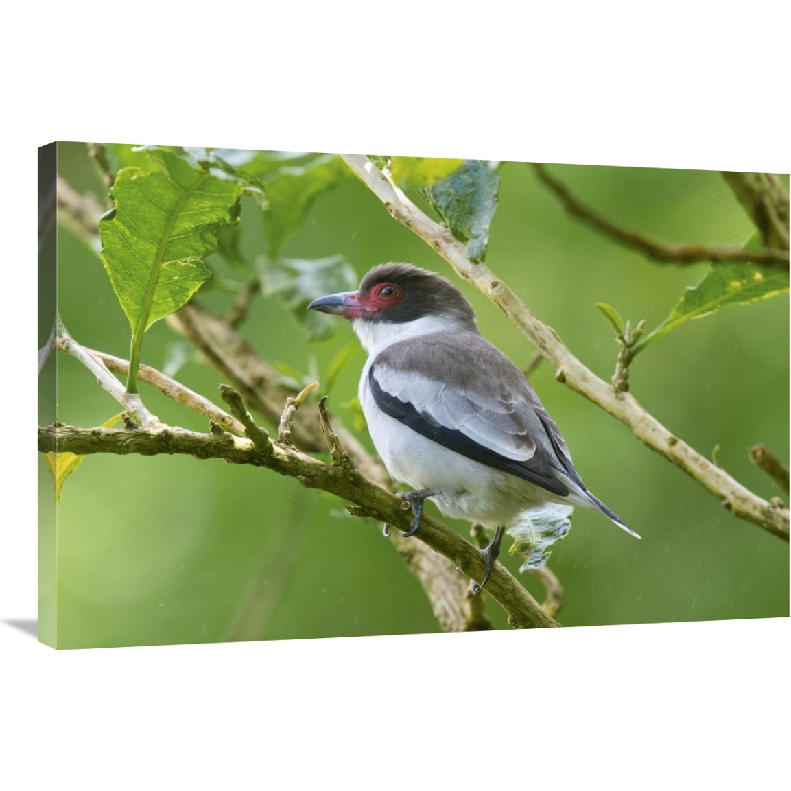 Masked Tityra, Costa Rica-Canvas Art-36&quotx24"