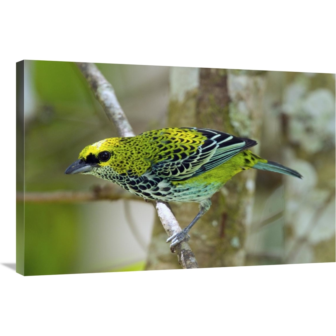 Speckled Tanager, Costa Rica-Canvas Art-36&quotx24"