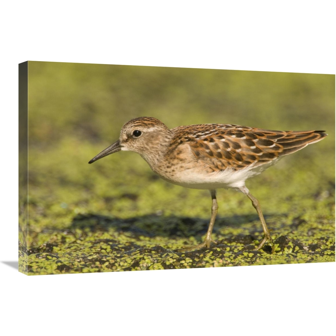 Pectoral Sandpiper, Michigan-Canvas Art-30&quotx20"