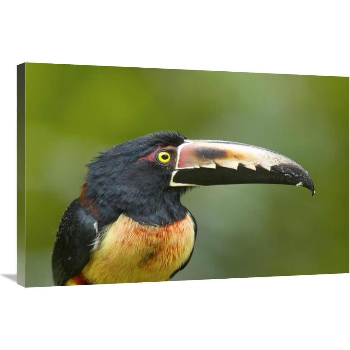 Collared Aracari, Costa Rica-Canvas Art-36&quotx24"