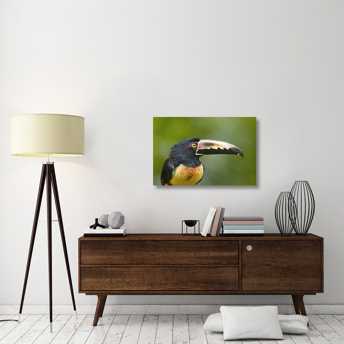 Collared Aracari, Costa Rica-Canvas Art-36&quotx24"