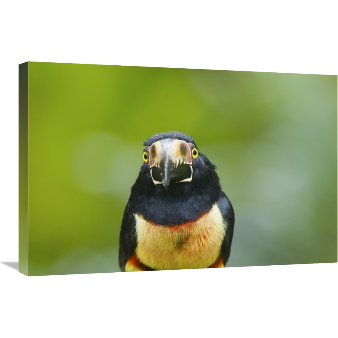 Collared Aracari, Costa Rica-Canvas Art-30&quotx20"