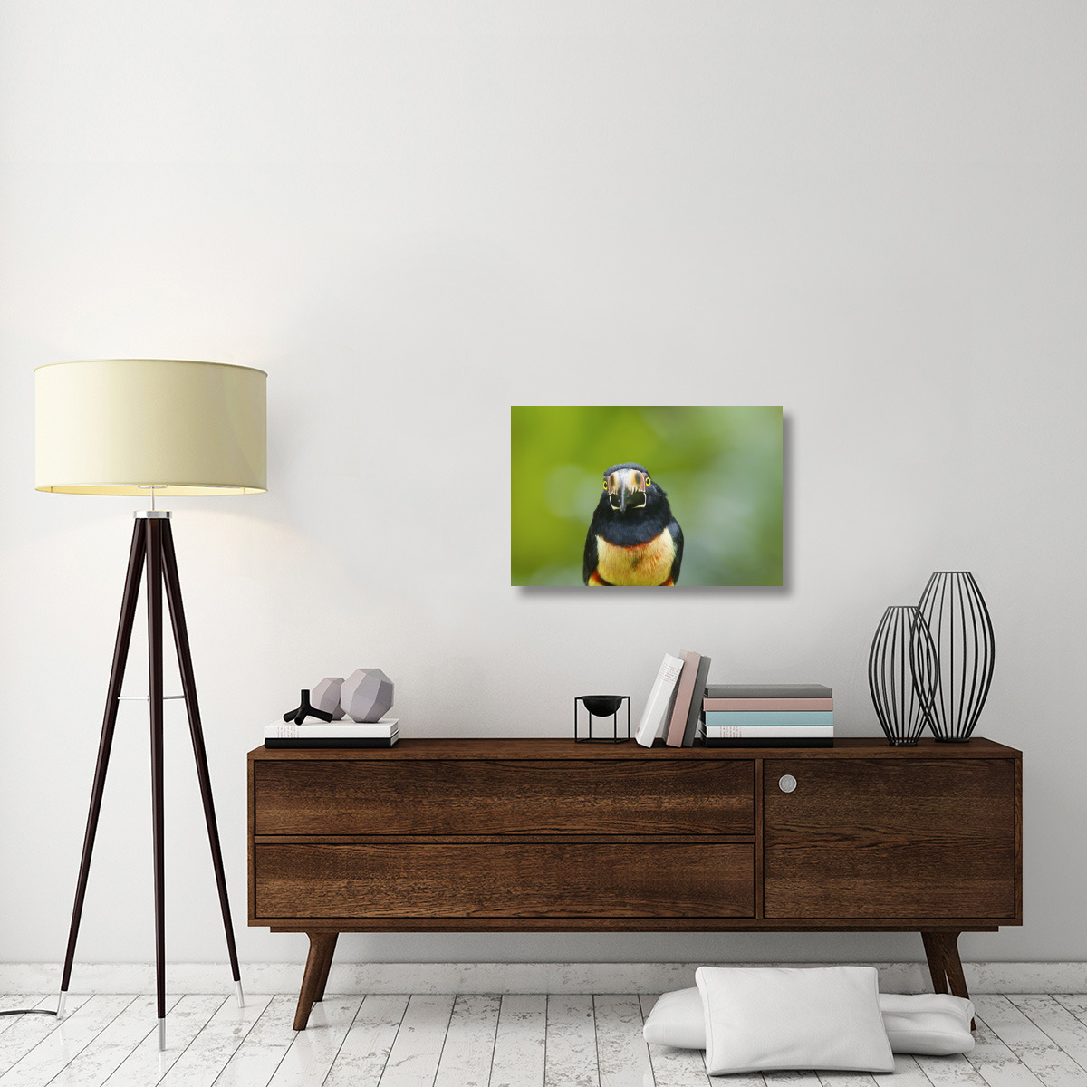 Collared Aracari, Costa Rica-Canvas Art-30&quotx20"