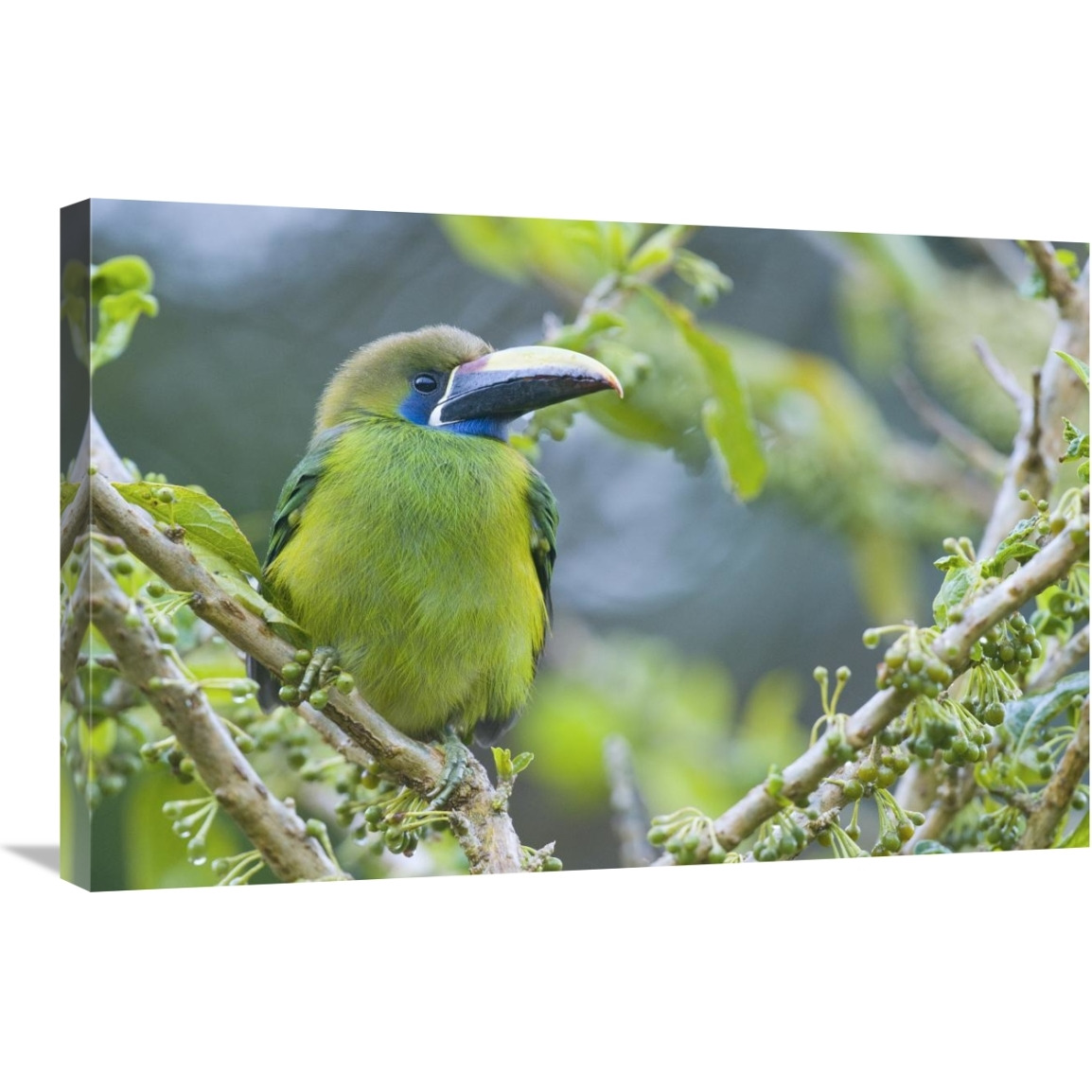 Emerald Toucanet, Costa Rica-Canvas Art-30&quotx20"