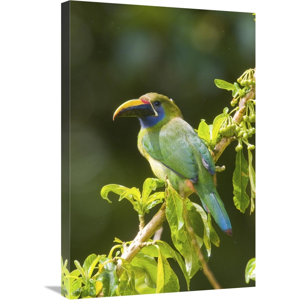 Emerald Toucanet, Costa Rica-Canvas Art-20&quotx30"