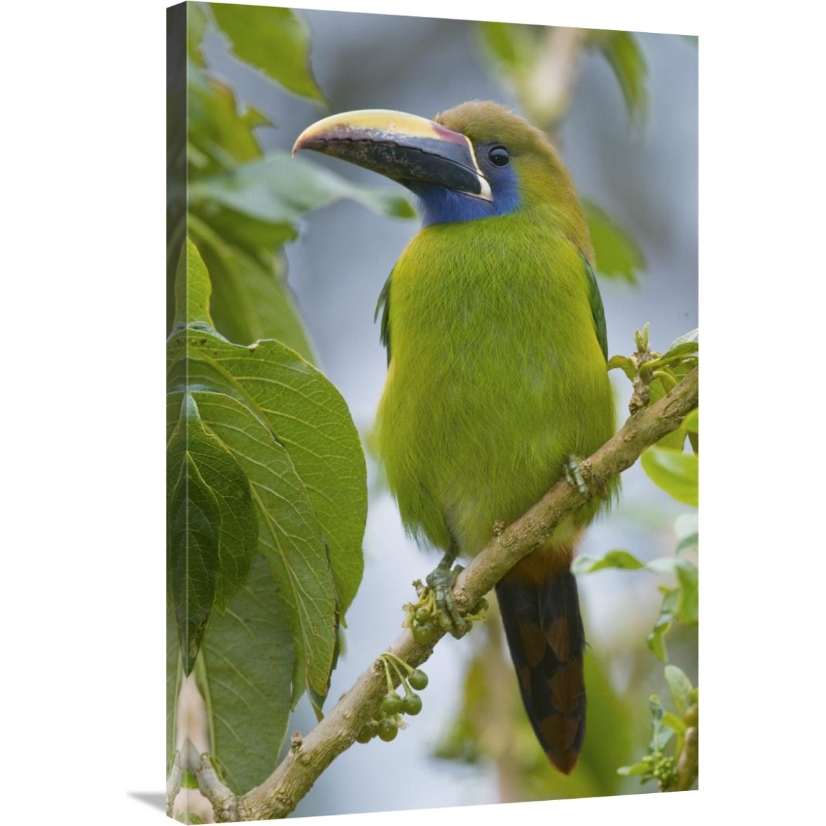 Emerald Toucanet, Costa Rica-Canvas Art-24&quotx36"