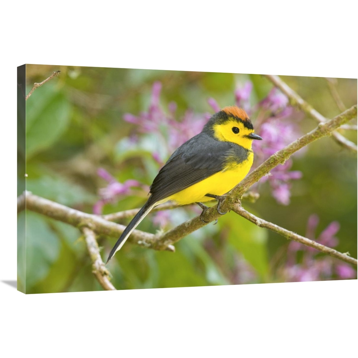 Collared Redstart, Costa Rica-Canvas Art-36&quotx24"