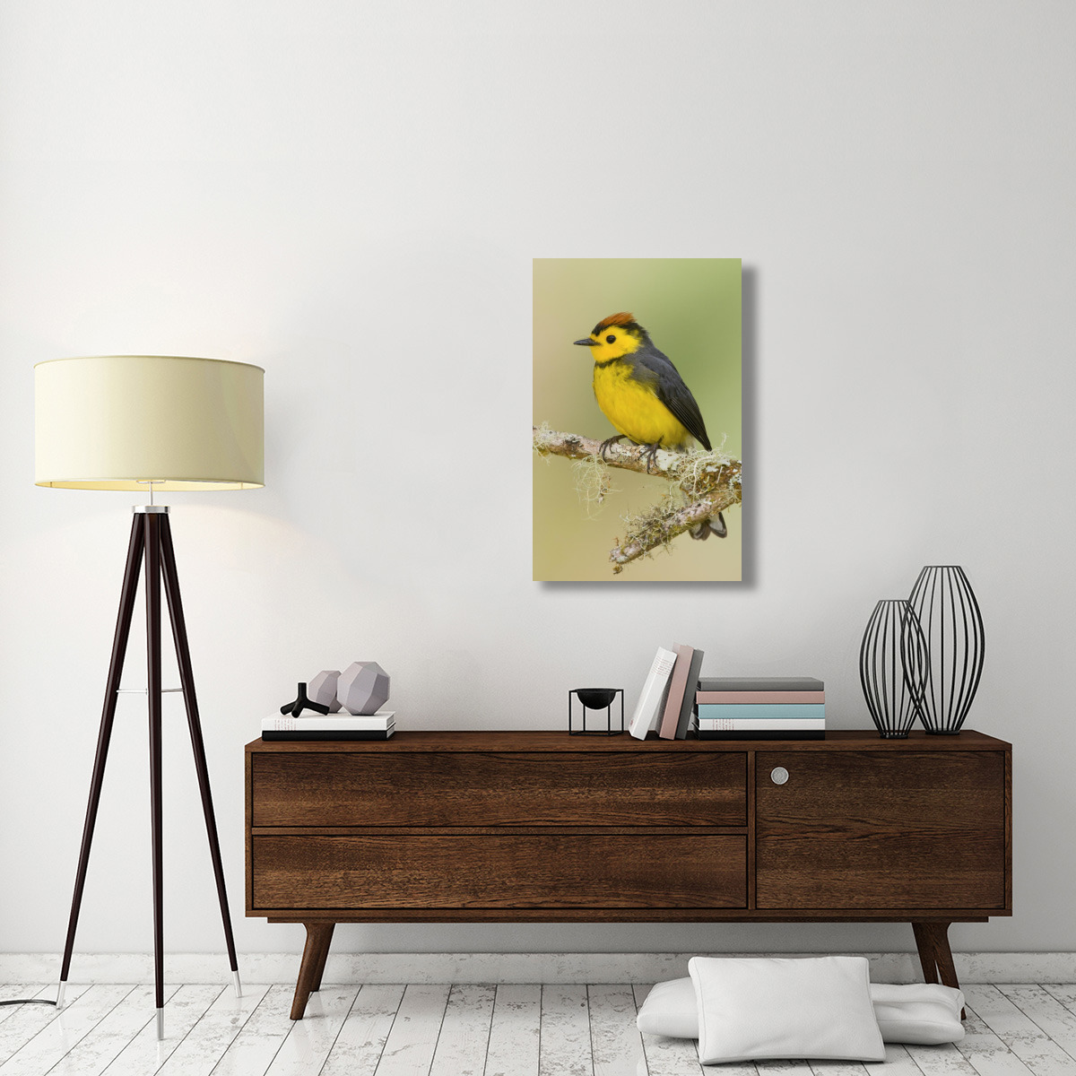 Collared Redstart, Costa Rica-Canvas Art-24&quotx36"
