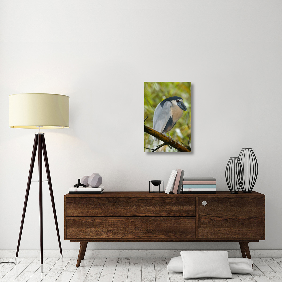 Boat-billed Heron, Costa Rica-Canvas Art-20&quotx30"