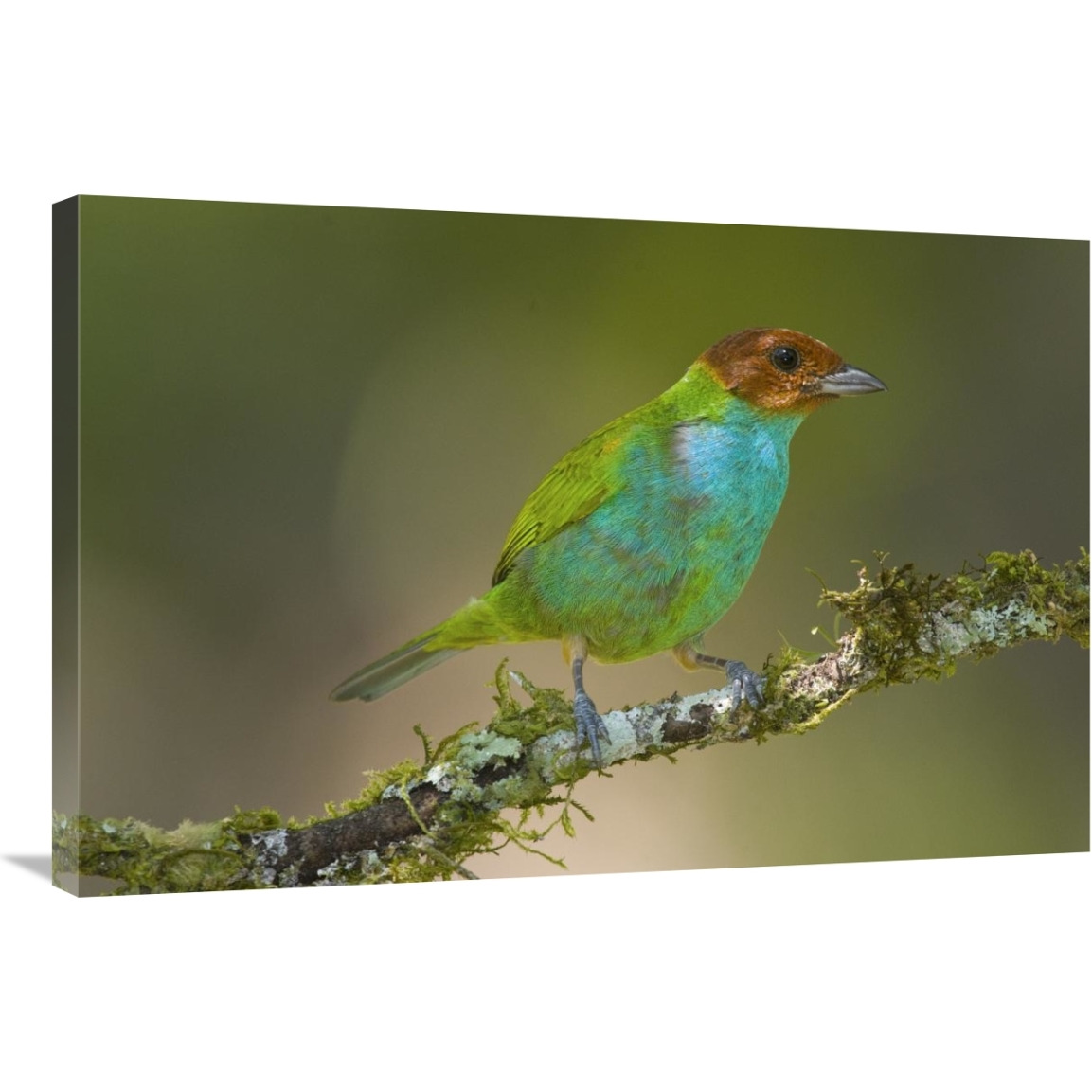 Bay-headed Tanager, Costa Rica-Canvas Art-36&quotx24"