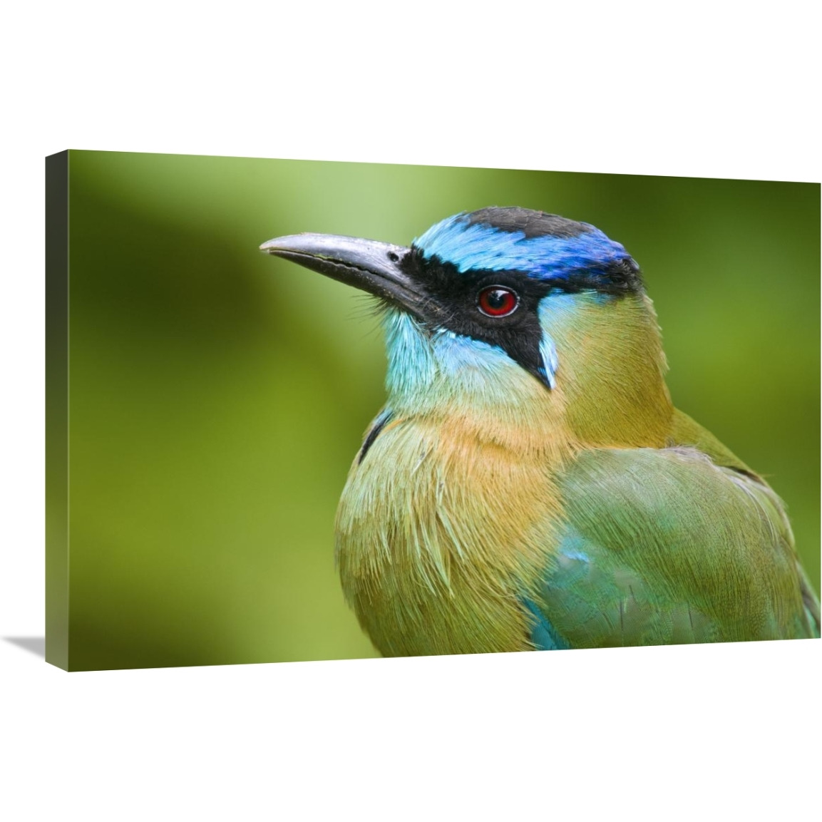 Blue-crowned Motmot, Costa Rica-Canvas Art-30&quotx20"