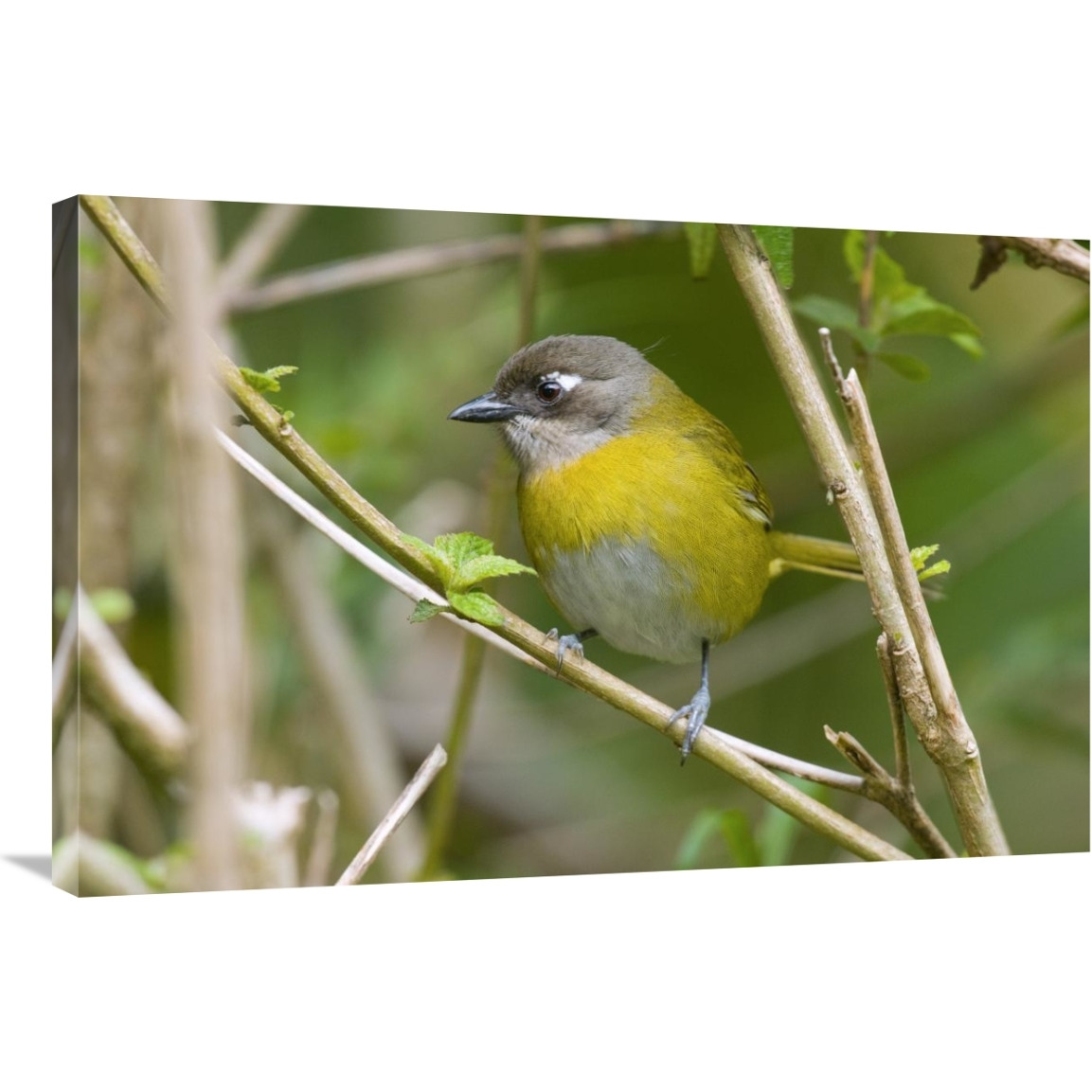 Common Bush-Tanager, Costa Rica-Canvas Art-36&quotx24"