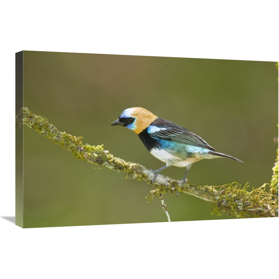 Golden-hooded Tanager, Costa Rica-Canvas Art-30&quotx20"